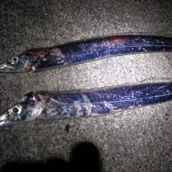 連日太刀魚釣果